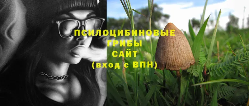 shop какой сайт  Всеволожск  Псилоцибиновые грибы Psilocybe 